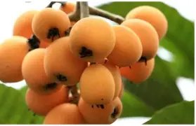 九游体育官网入口-ffa医学上是什么意思